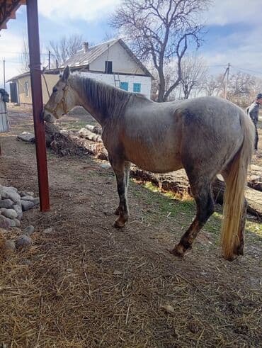 Услуги ветеринара: Бее сатылат 3 жаш Боюу 155 басы 140 сурап жатам — 4
