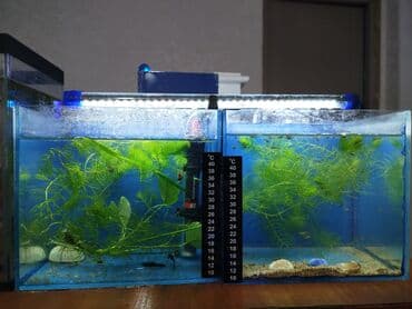 вкусная рыба в бишкеке: Продаю аквариумы по 5 литров сами аквариумы по 400 сом а так же можно — 8