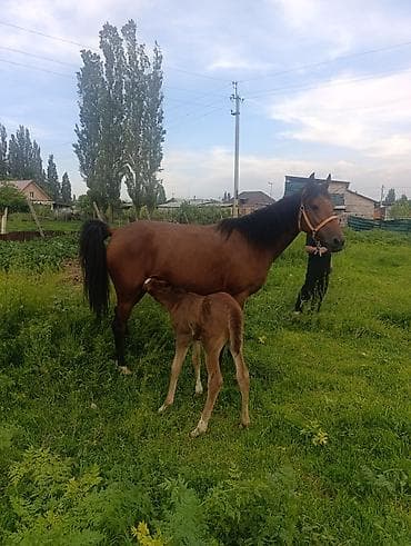 купить щенка французского бульдога: Продаю | Кобыла (самка) | Английская | Для разведения | Племенные — 4