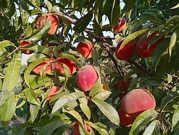 земельный риэлтор: 110 соток, Для бизнеса, Договор купли-продажи — 2