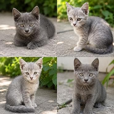 Котята в добрые и ответственные руки. Помёт из четырёх котят: -
