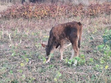французский бульдог цена: Продаю | Музоо, торпок | Для молока — 5