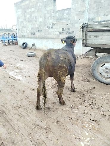 бык абердин ангус: Продаю | Бык (самец) | На откорм | Привязанные — 4