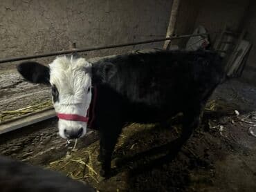Продаю | Бык (самец) | Полукровка | На откорм | Привязанные