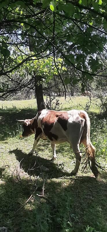 сколько стоит щенок золотистого ретривера: Продаю | Корова (самка) | Полукровка | Для молока | Искусственник — 2