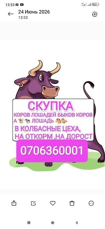Үй жаныбарлары: Колбаса цехи : Уйлар, букалар, | Бордоп семиртүү үчүн — 1