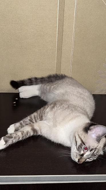 Мышыктар сатылат: Мышык бекер берилет: Сиам, 5 айлык, Эркек, Документтери менен, Эмделген, Курттардан тазаланган — 3