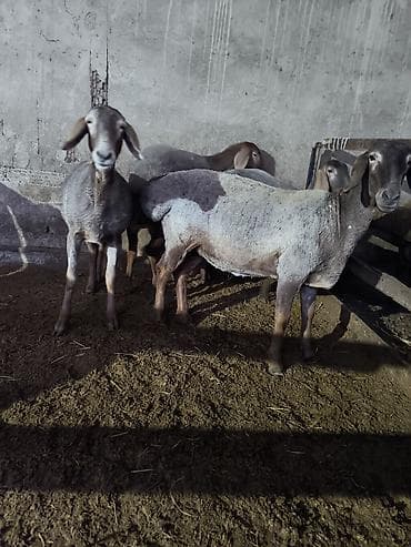 Сатам | Ургаачы кой (ургаачы) | Көбөйтүү үчүн | Токту — 5