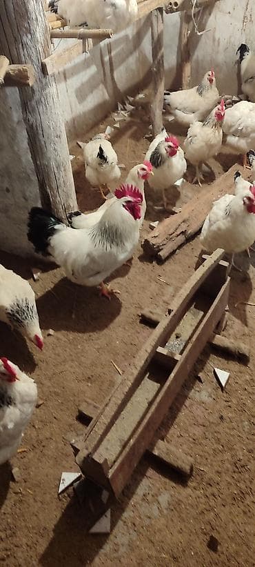 german shepherd: Продаю | Куры | Суссекс | Для разведения — 3