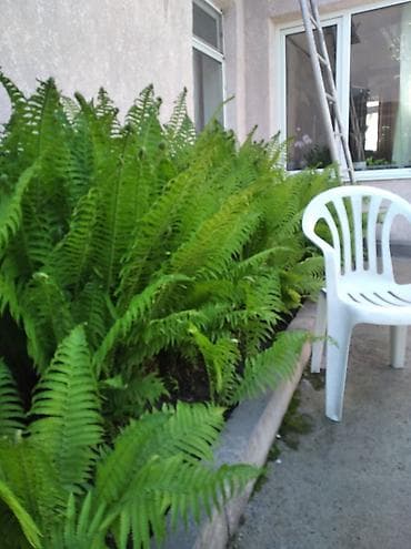 дорого: Садовые папоротники (вероятно, страусник/щитник) для озеленения клумб — 1