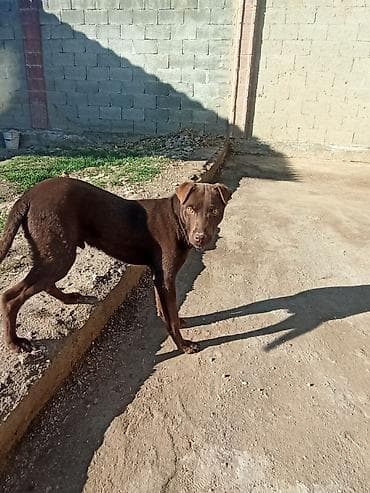 кубинский питбуль купить: Питбуль, 4 месяца, Самец — 2