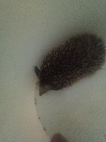 отель для собак: Ежик (маленький). - Домашний питомец-компаньон с естественным образом — 1