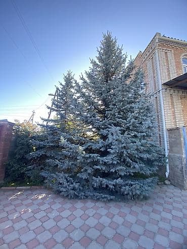 зелёный урюк: Ель голубая (Picea pungens, Blue Spruce) для ландшафтного озеленения — 1
