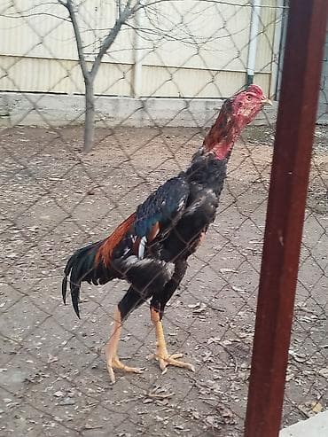 гнездо для кур: Дакан жожо короз сатылат активный алмашу жолдору бар адрес Заря — 1