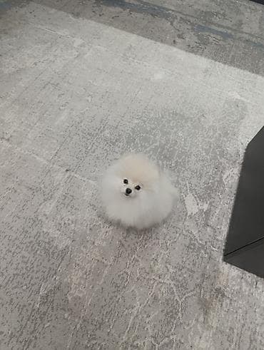 купить щенка: Шпиц, 4 месяца, Самец, С прививкой, С родословной — 2