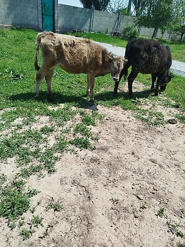 кошка домашняя: Продаю | Музоо, торпок | Полукровка | На откорм | Привязанные — 5