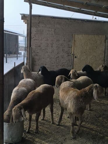 баран меранос: Продаю | Овца (самка), Ягненок | Арашан | Для разведения | Ярка — 9