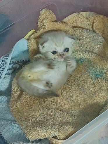 смесь для котят бишкек: Скотиш Фолд (Шотландская вислоухая), 2 месяца, Девочка, Приучена к лотку — 4