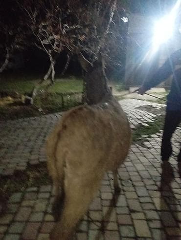 Осёл (домашний) - Порода: стандартный домашний осёл - Масть: серая