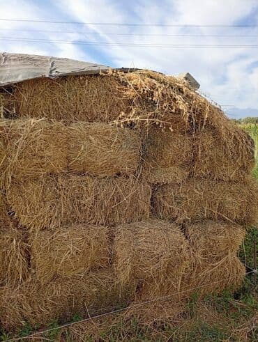 сельскохозяйственные животные продажа: Солома/сено в тюках - Прессованные прямоугольные тюки, удобные для — 2