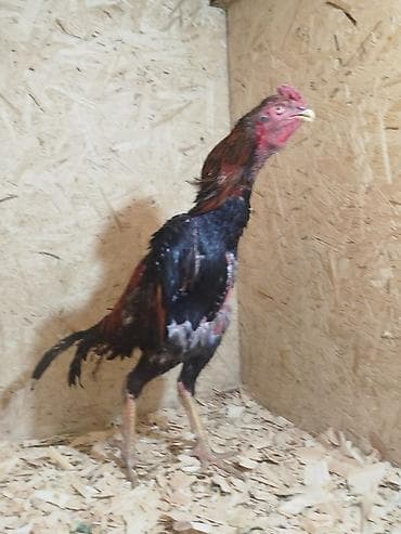 Дакан короздор сатылат алмашу жолдору бар дакан тооко алмашам адрес at lalafo.kg Дакан короздор сатылат алмашу жолдору бар дакан тооко алмашам адрес