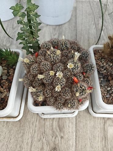 цветы оптом: Набор суккулентов и кактусов — все вместе, в 5 одинаковых — 8