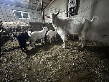 чон ат: Продаю | Коза (самка) | Для молока — 6