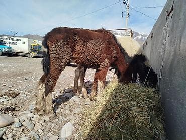 german shepherd: Продаю | Жеребенок | Полукровка | На забой — 3