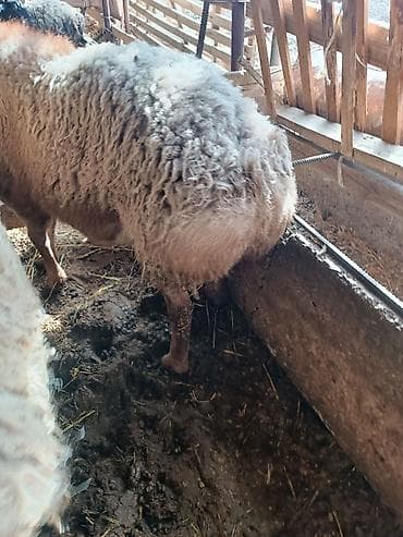 алабай купить: Продаю | Овца (самка) | Эдильбаевская | Для разведения | Племенные — 4