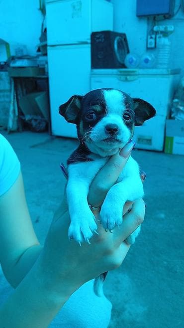 кошка манчкин: Щенки мелкой породы (тип чихуахуа/той): два короткошёрстных щенка — 4