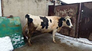 куда можно отдать собаку в бишкеке: Продаю | Корова (самка) | Голштин | Для молока | Стельные — 4