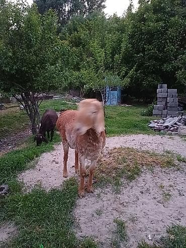 Продаю | Баран (самец) | Эдильбаевская | Для разведения | Племенные — 7