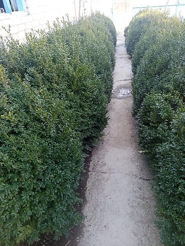 цветок бенджамин фикус: Живая изгородь из самшита (Buxus) – декоративные кусты для озеленения — 2