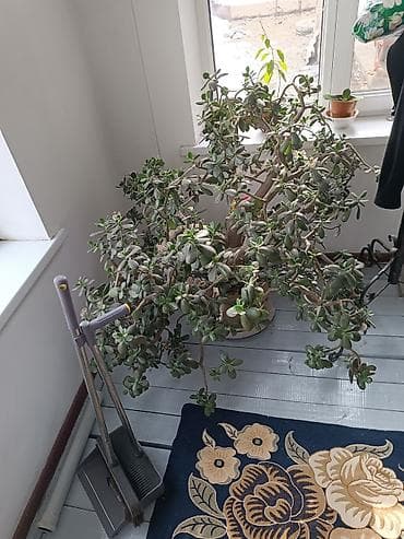 Декор жана интерьер: Крупное комнатное растение – толстянка (денежное дерево), взрослый — 2