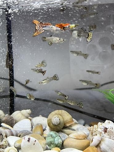 аквариумы: Продаю Аквариумный комплект с живыми гуппи фильтр и обогреватель в — 4
