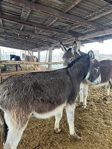 узи аппарат для животных: Домашние ослы, рабочие и хозяйственные - Порода: домашний осёл — 5