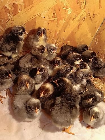 для цыплят: Продаются суточные цыплята породы Плимутрок Цена120 сом — 1