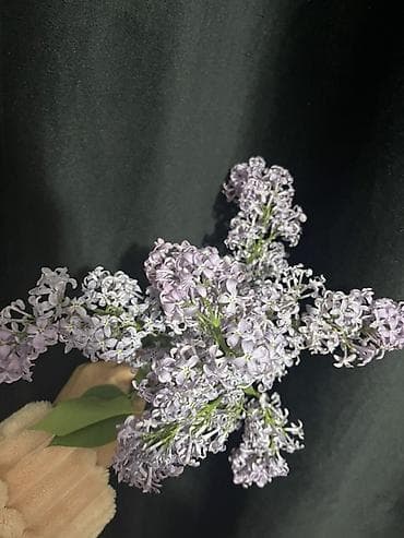 корзины для цветов: Букет сирени, нежно‑лиловые соцветия - Состав: свежесрезанные ветки — 1
