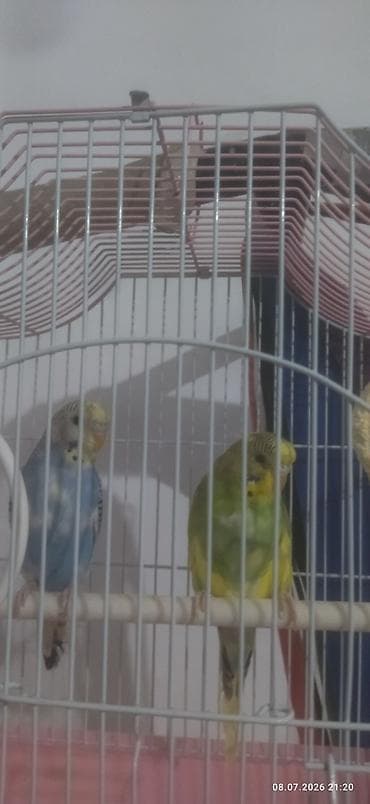 продам кошку: Продается два попугая — 3