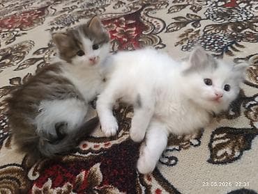девон рекс котята: Пушистые котята от длинношерстной кошки с ярким окрасом. На фото — — 2