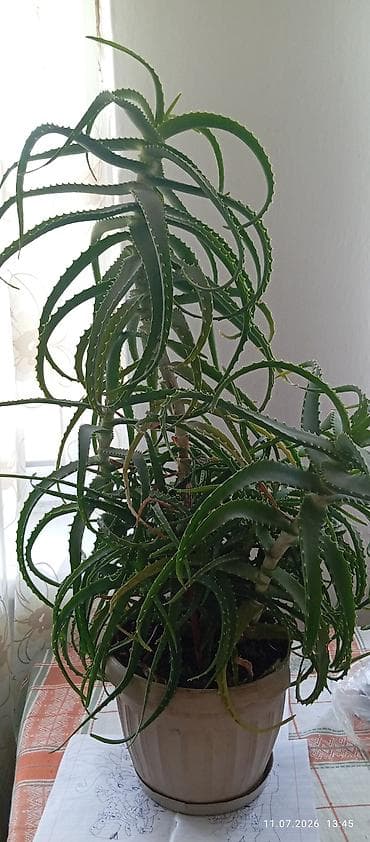 Үй жана бакча: Комнатные суккуленты в горшках 1) Молочай тригона (Euphorbia — 3