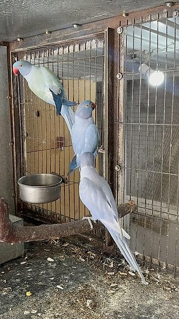 Александрийские ожереловые попугаи (Psittacula eupatria) Имеются at lalafo.kg Александрийские ожереловые попугаи (Psittacula eupatria) Имеются