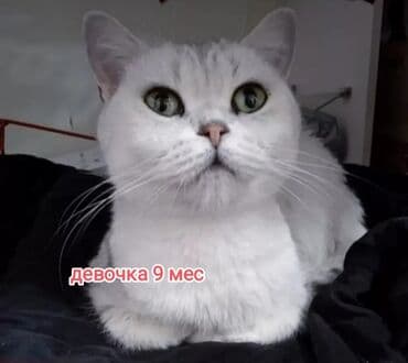 декоративные кролики: Скотиш Страйт (Шотландская прямоухая), 7 месяцев, Девочка, Серебристая шиншилла, Приучена к лотку, Проглистована, С прививками — 3