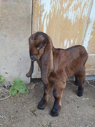 кошка сфинкс с шерстью: Продаю | Козлёнок | Битал | Для разведения | Племенные — 2