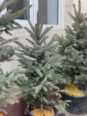 саженцы клен: Продаются елки🌿🌲 От 1м до 3,5м. С хорошим комом. Идеально подойдет для — 10