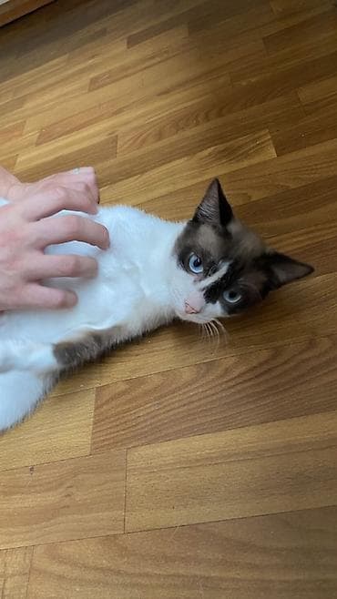 сиамскую кошку: Кошка даром: Сиамская, 1 год, Мальчик, Проглистована, Кастрирована, Приучена к лотку — 3