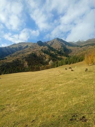конный спорт бишкек цены: Экскурсия/тур по живописным горным локациям - Маршруты по альпийским — 2