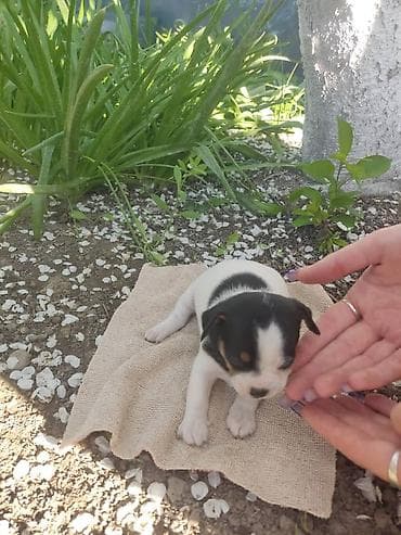 каракол собаки: Чихуахуа, 1 айлык, Ургаачы, Эмделген — 4