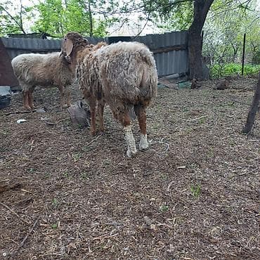 Продаю | Баран (самец) | Для разведения | Осеменитель