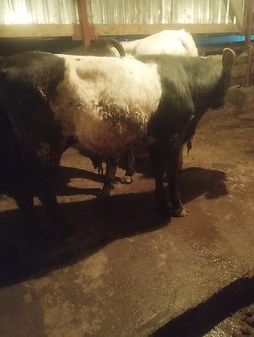 ангуз бука: Продаю | Бык (самец) | Полукровка | На откорм | Привязанные — 9